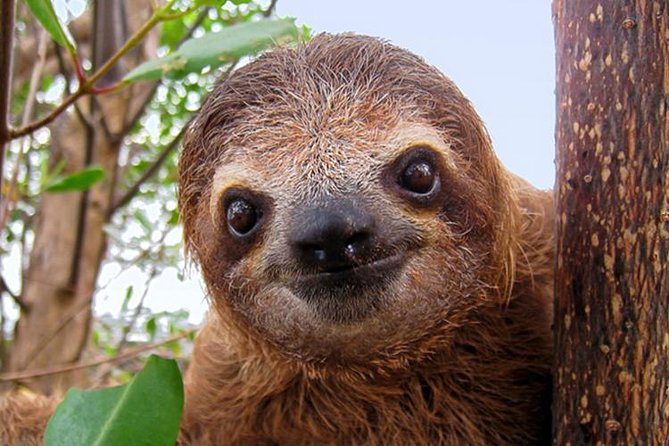Day Trip From San Jose to Sloths & Other Wildlife Rescue Center - Wildlife and Conservation Focus