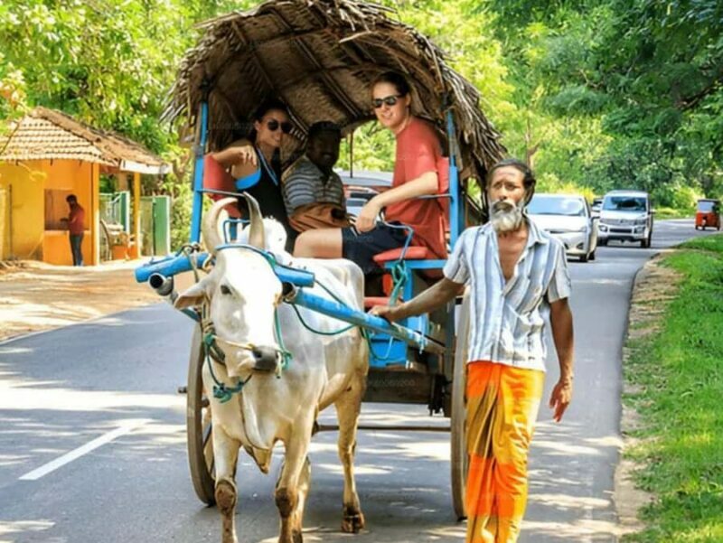 Day trip from Sigiriya to Dambulla - Practical Tips for the Day