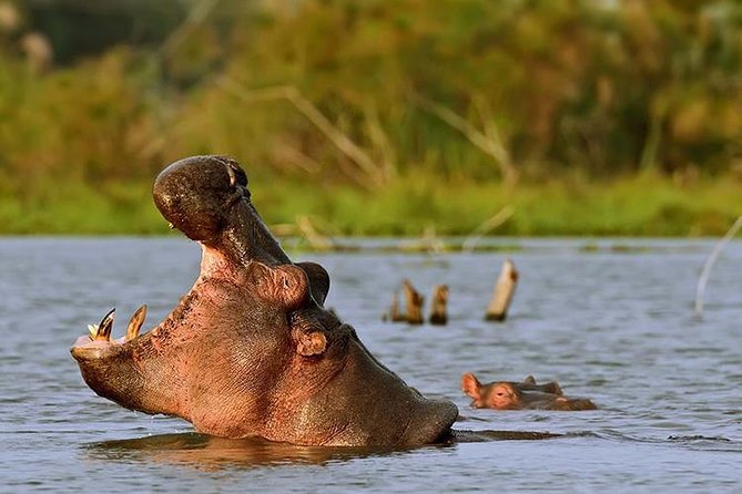 Day Trip - Hells Gate and Lake Naivasha From Nairobi - Customer Reviews and Feedback