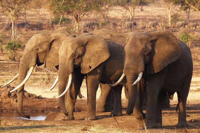Day Trip in Mikumi National Park - Itinerary for the Day Trip