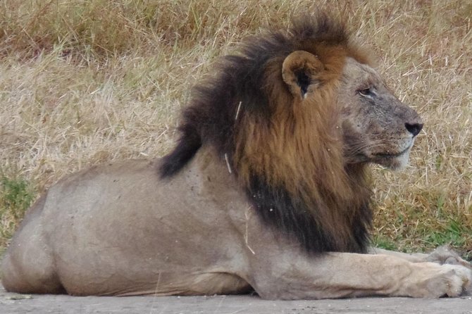 Day Trip in Mikumi National Park - Cancellation and Review Summary