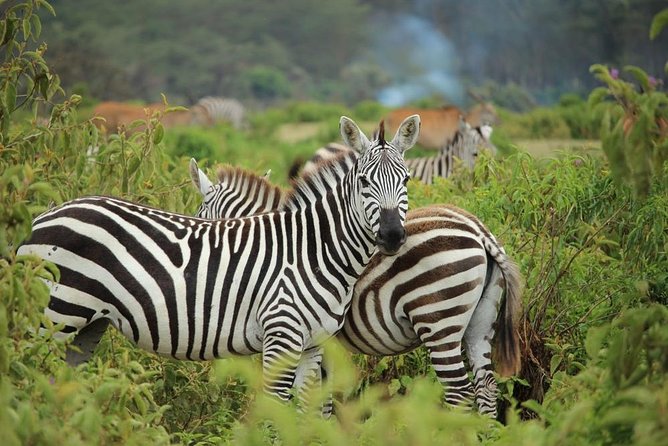 Day Trip - Lake Nakuru National Park Tour From Nairobi - Inclusions and Costs