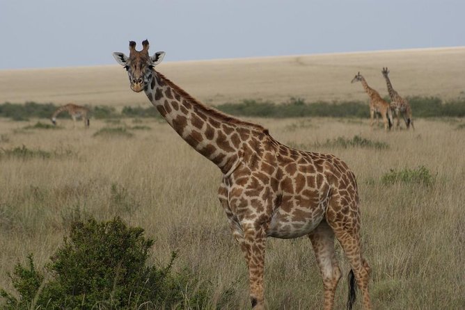 Day Trip - Lake Nakuru National Park Tour From Nairobi - Traveler Experience