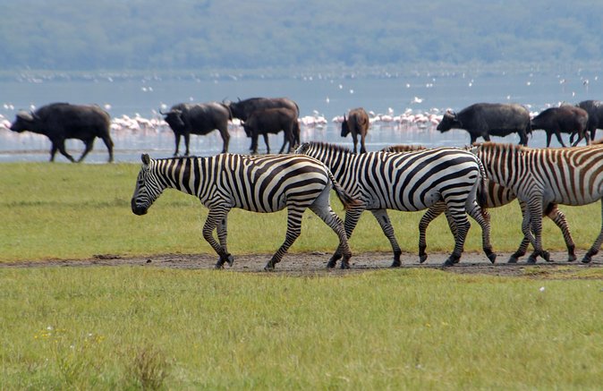 Day Trip - Lake Nakuru National Park Tour From Nairobi - Diverse Wildlife and Habitats
