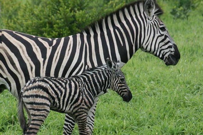 Day Trip - Lake Nakuru National Park Tour From Nairobi - Knowledgeable Guides