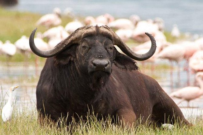 Day Trip - Lake Nakuru National Park Tour From Nairobi - Accessibility and Attire