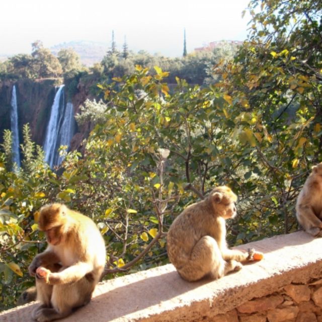 Day Trip Marrakech Ouzoud Waterfalls Guided Hike& Boat Trip - Cultural Experience