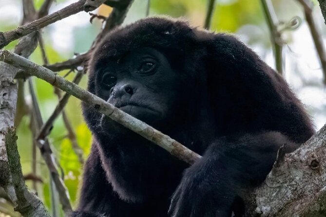 Day Trip: Meet Howler Monkeys at Churute & Make Organic Chocolate - Key Points
