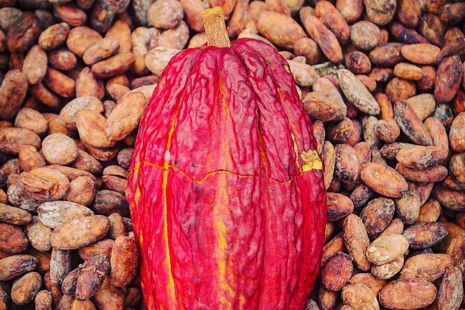 Day Trip: Meet Howler Monkeys at Churute & Make Organic Chocolate - Meeting and Pickup Information