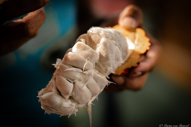 Day Trip: Meet Howler Monkeys at Churute & Make Organic Chocolate - Engaging With Local Farmers
