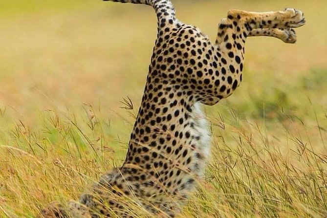 Day Trip Ngorongoro Crater - Overview and Highlights