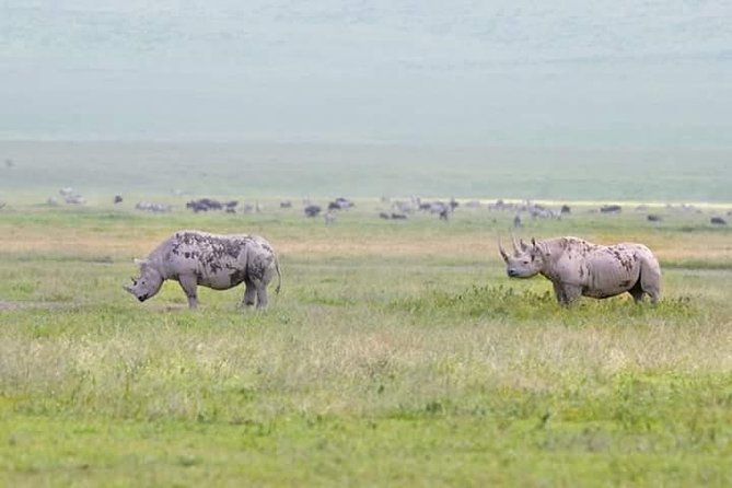 Day Trip Ngorongoro Crater - Accessibility and Additional Info
