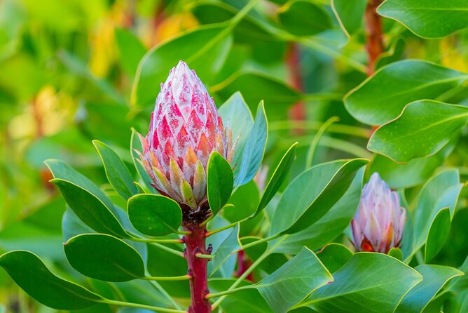 Day Trip Oahu to Maui Haleakala, Iao Valley & Central Maui - Wailuku Town Exploration