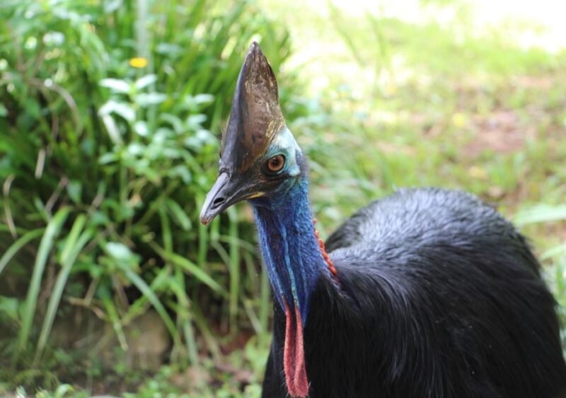 Day Trip: Rainforest & Aboriginal Culture Tour - Rainforest Exploration