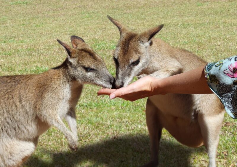 Day Trip: Rainforest & Aboriginal Culture Tour - Wildlife Encounters