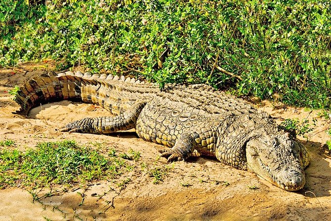 Day Trip Safari - Akagera National Park With Optional Lake Ihema Boat Safari - Viewing the Big 5 Wildlife