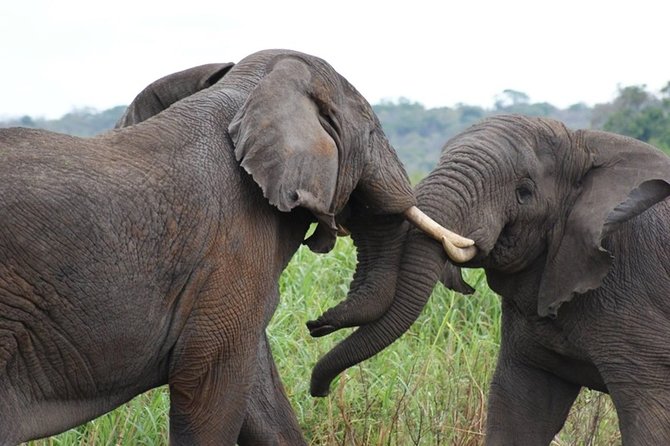 Day Trip Safari - Akagera National Park With Optional Lake Ihema Boat Safari - Confirmation and Booking Information