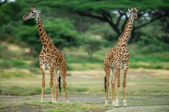 Day Trip Safari to Mikumi National Park - Safaris and Wildlife Viewing
