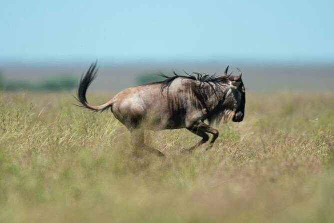Day Trip Safari to Mikumi National Park - Included in the Tour