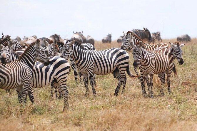 Day Trip Safari to Mikumi National Park - Two Game Drives