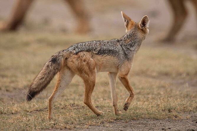 Day Trip Safari to Mikumi National Park - Local Conservation Efforts