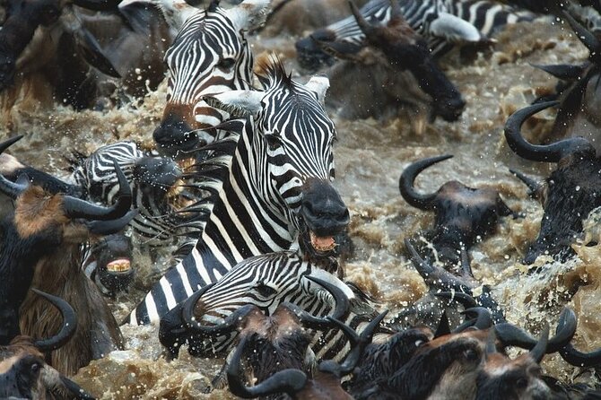 Day Trip Safari to Mikumi National Park - Tour Booking Details