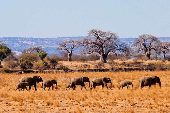 Day Trip Safari to Tarangire National Park - Inclusions