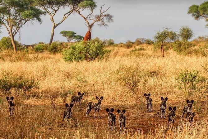 Day Trip Safari to Tarangire National Park - Schedule and Availability