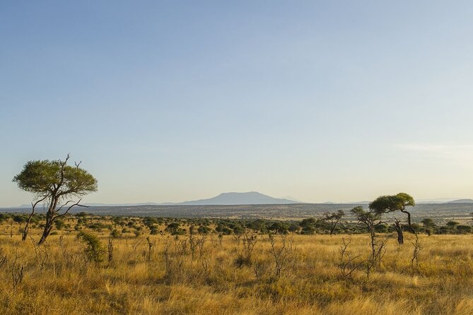 Day Trip Safari to Tarangire National Park - Recap
