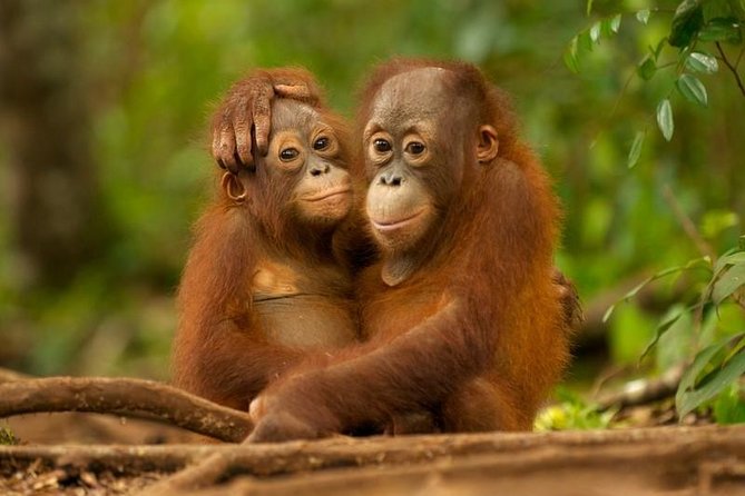 Day Trip Sepilok Orang-utan And City Tour - Good To Know
