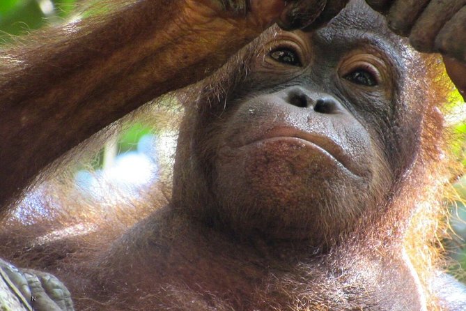 Day Trip Sepilok Orang-utan And City Tour - Reviews