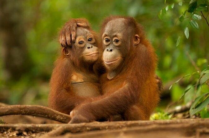 Day Trip Sepilok Orang-utan And City Tour (Flight Excluded) - Who should consider this tour?