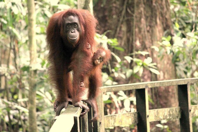 Day Trip Sepilok Orang-utan And City Tour (Flight Excluded) - Final thoughts