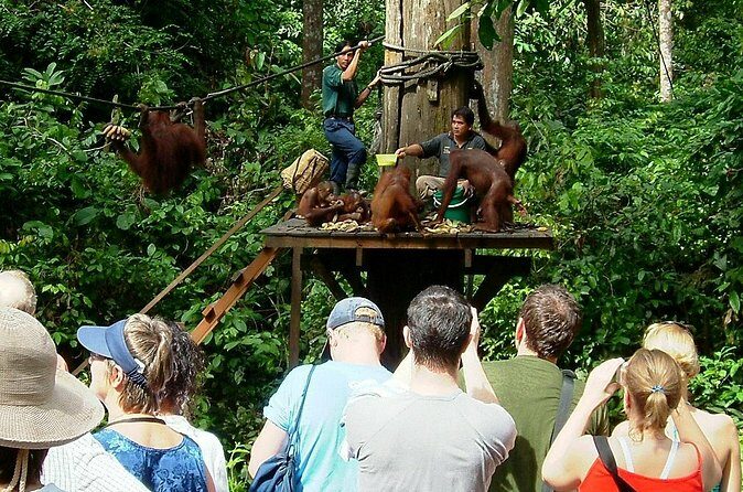 Day Trip Sepilok Orang-utan And City Tour (Flight Excluded) - FAQs