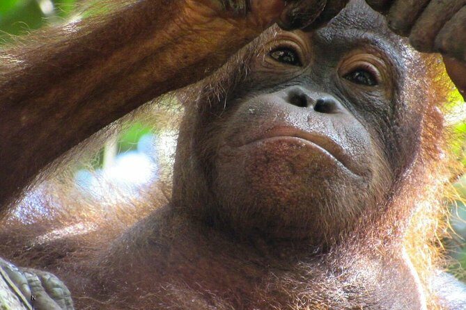 Day Trip Sepilok Orang-utan And City Tour (Flight Excluded) - The Sum Up