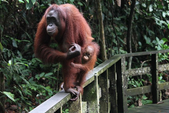 Day Trip Sepilok Orang Utan & Labuk Bay Proboscis Monkey - Tour Details and Inclusions