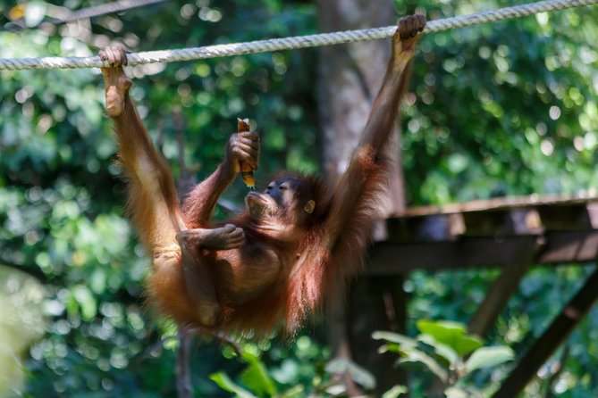 Day Trip Sepilok Orang Utan & Labuk Bay Proboscis Monkey - Meeting and Pickup Information