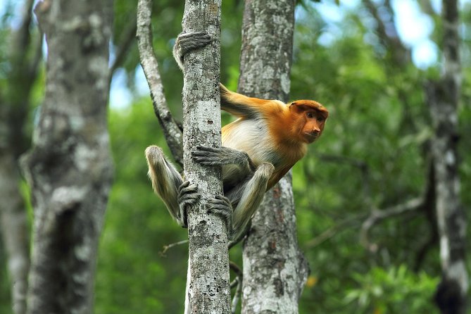 Day Trip Sepilok Orang Utan & Labuk Bay Proboscis Monkey - Traveler Information and Requirements