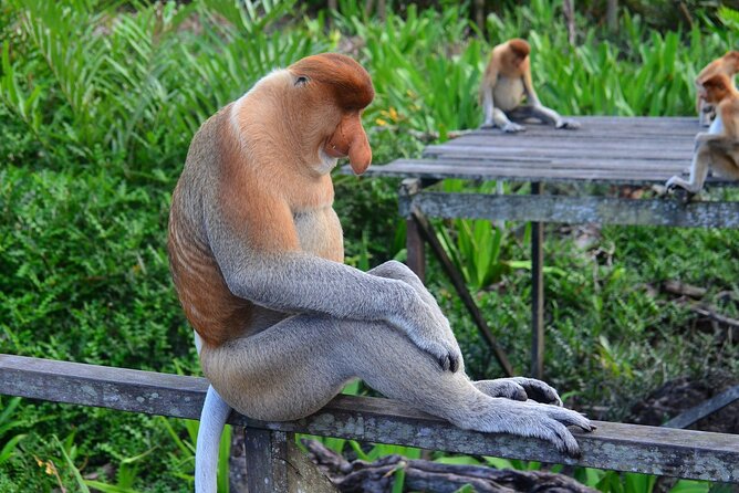 Day Trip Sepilok Orang Utan & Labuk Bay Proboscis Monkey - Wildlife Viewing Experiences