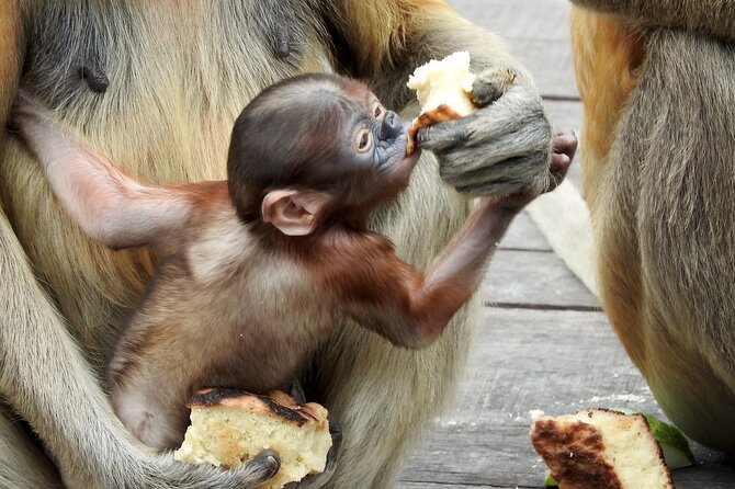 Day Trip Sepilok Orang Utan & Labuk Bay Proboscis Monkey - Customer Feedback and Reviews