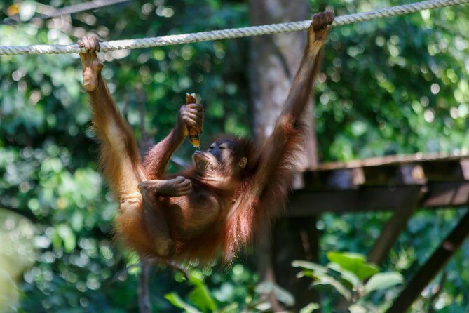 Day Trip Sepilok Orang Utan & Proboscis Monkey (Flight Excluded) - What the Reviews Say