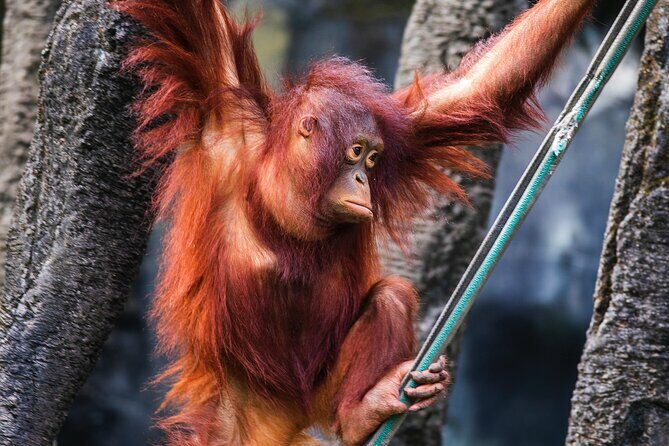 Day Trip Sepilok Orang Utan & Proboscis Monkey (Flight Excluded) - The Sum Up: Is This Tour Right for You?