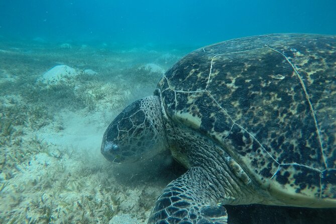 Day Trip Snorkel or Dive With Dugong and Turtles - Highlights of the Day Trip Experience
