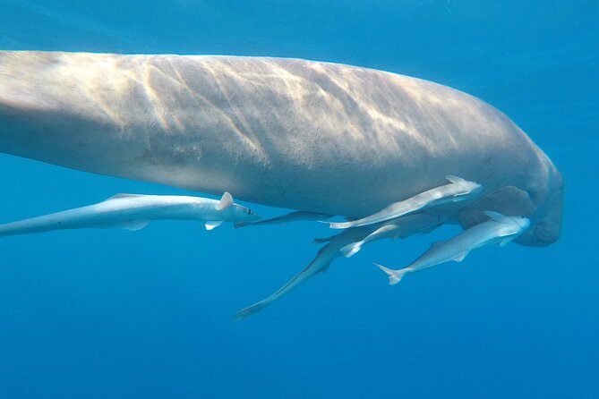 Day Trip Snorkel or Dive With Dugong and Turtles - Pickup and Transportation Details