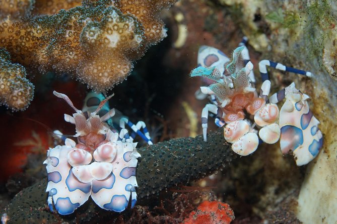 Day Trip Snorkeling in Tulamben - Explore Liberty Wreck (pick up in South Bali) - Inclusions and Amenities
