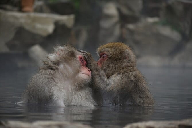 Day Trip Snow Monkey in Nagano From Tokyo by Bullet Train - What to Expect