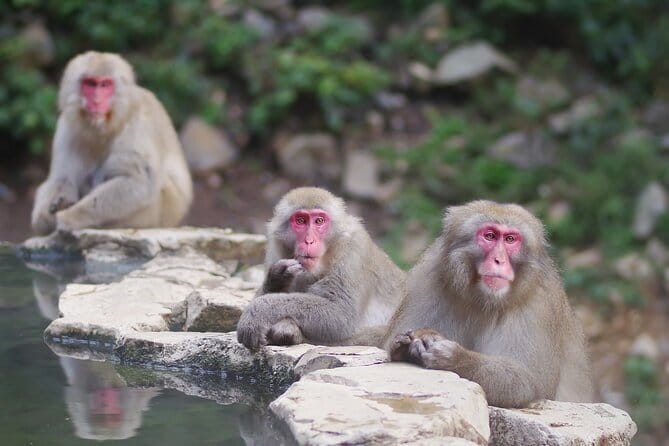 Day Trip Snow Monkey in Nagano From Tokyo by Bullet Train - Transportation