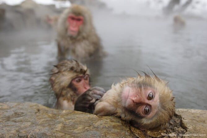 Day Trip Snow Monkey in Nagano From Tokyo by Bullet Train - Guide and Pickup