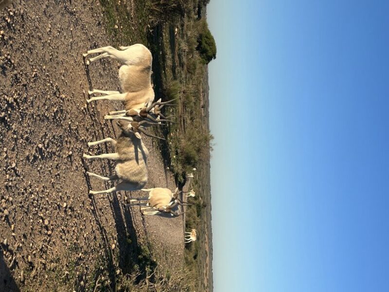 Day Trip Souss Massa National Park & Silver City With 4*4 - Key Points
