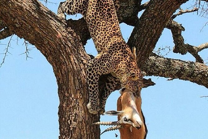 Day Trip Tarangire - Confirmation and Cancellation